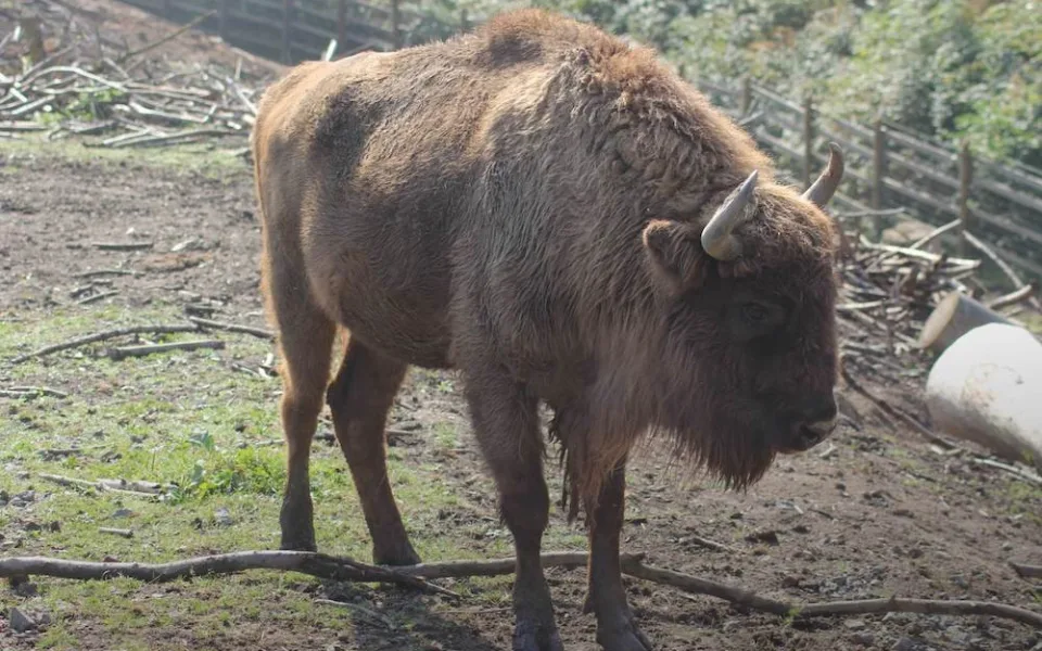 Z táborské zoo uteklo sedm zubrů. Mohou být agresivní vůči psům