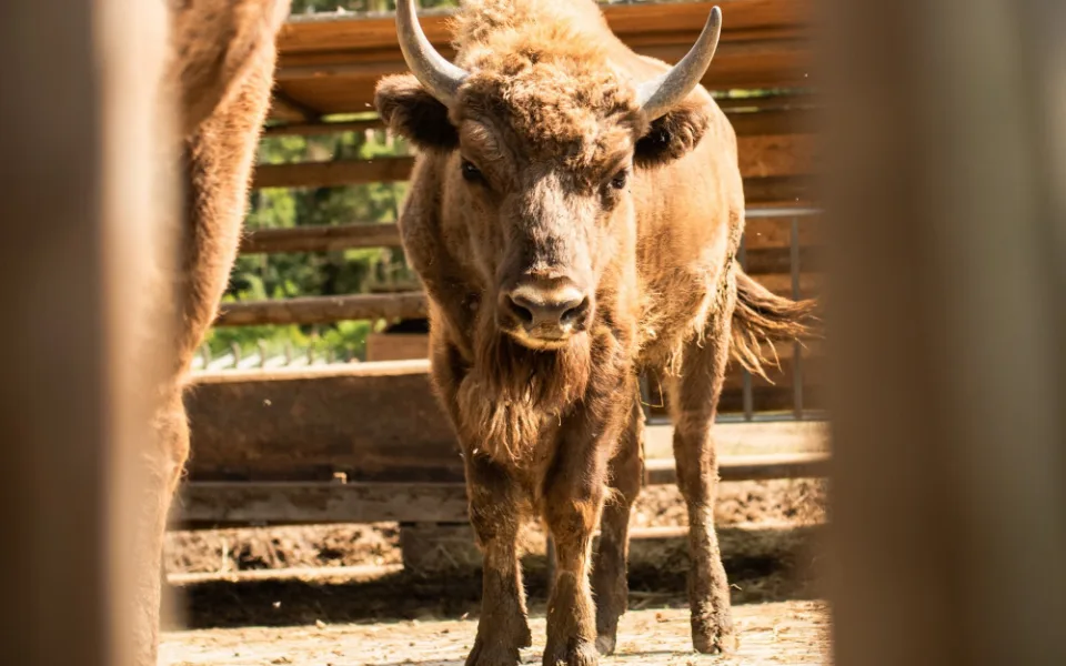 Táborská zoo odchytila dva zubry, kteří před týdnem unikli poničeným plotem.
