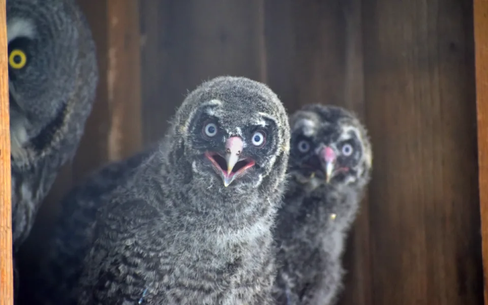 Táborská zoo odchovala tři vzácné puštíky bradaté