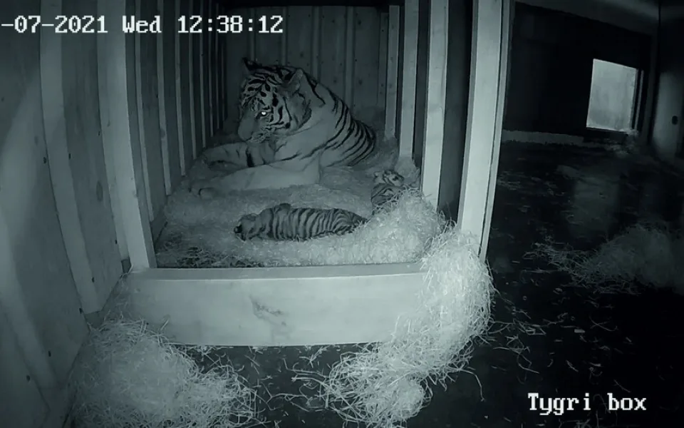 Zoo Hluboká se pyšní novými přírůstky. Samici tygra ussurijského se narodila dvě koťata