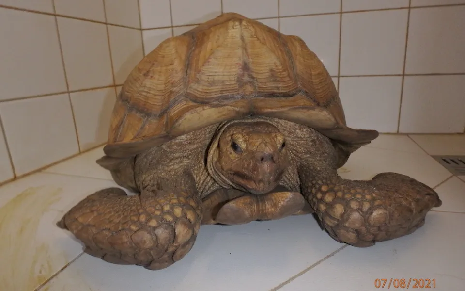 Obří želva na útěku. Zatoulaného zvířete si všiml strojvedoucí projíždějícího vlaku.