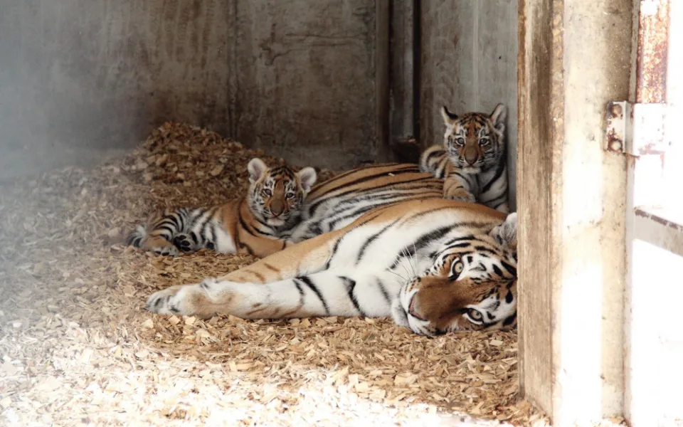 Tygřata mohou návštěvníci zoo vidět ve venkovním výběhu denně od 8.30 do 14 hodin.