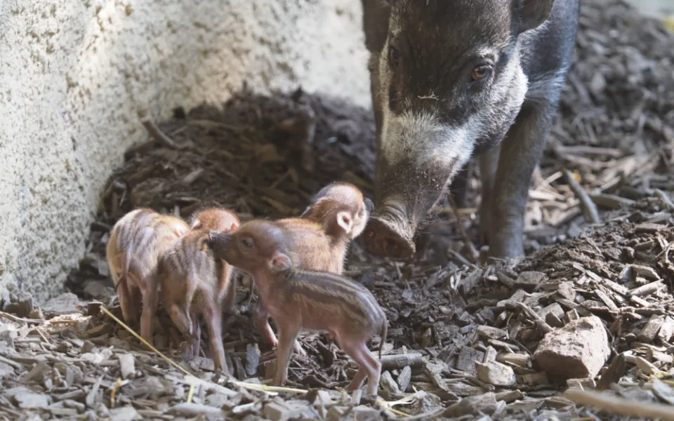 Do zoo na mláďata! V Jihlavě mají nové přírůstky, rozšířili také nabídku suvenýrů