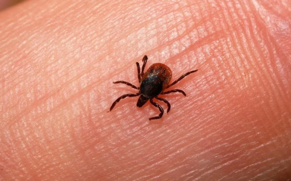 Počet klíšťových onemocnění je na jihu Čech nižší než v minulých letech