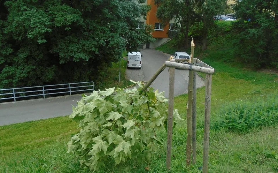 Vandal poničil mimo jiné mladý javor.