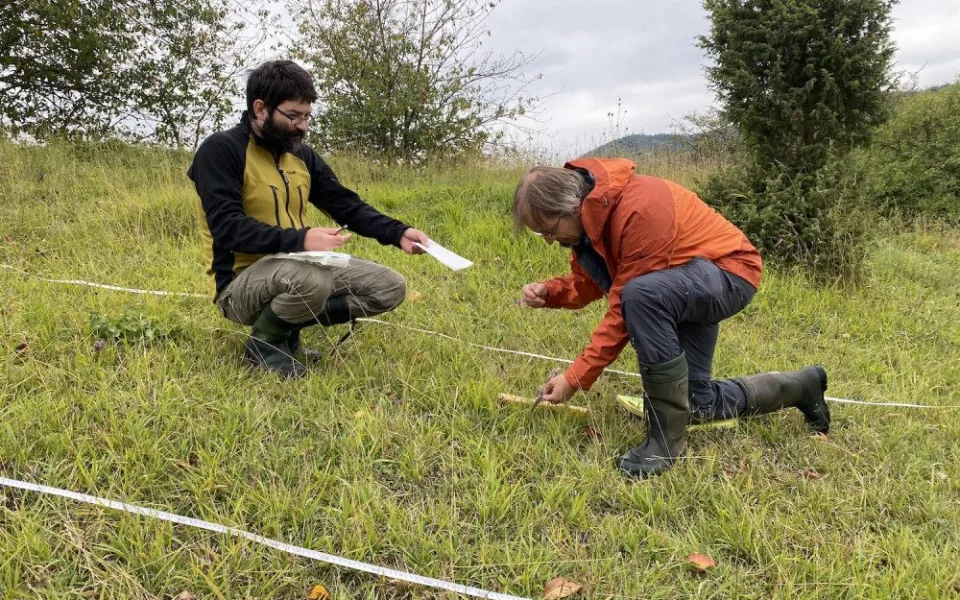 Výskyt ohroženého hořečku mnohotvarého se na jihu Čech zvyšuje