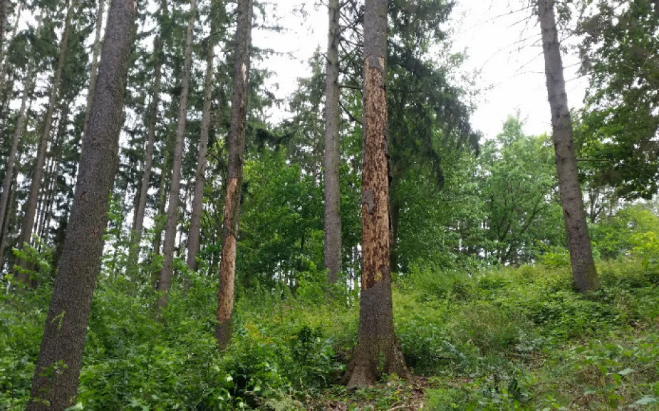 Ilustrační foto