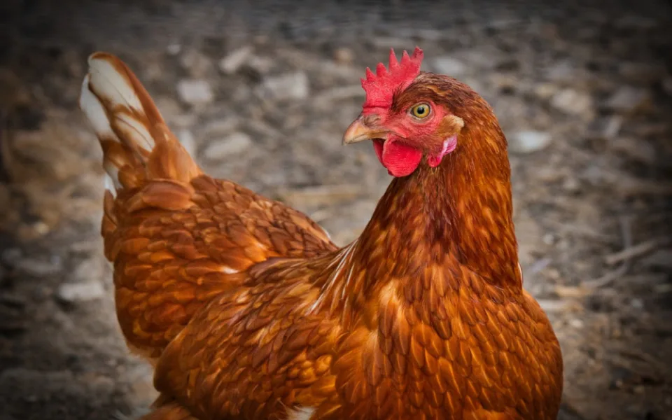 Veterináři potvrdili v malochovu na Jindřichohradecku ohnisko ptačí chřipky