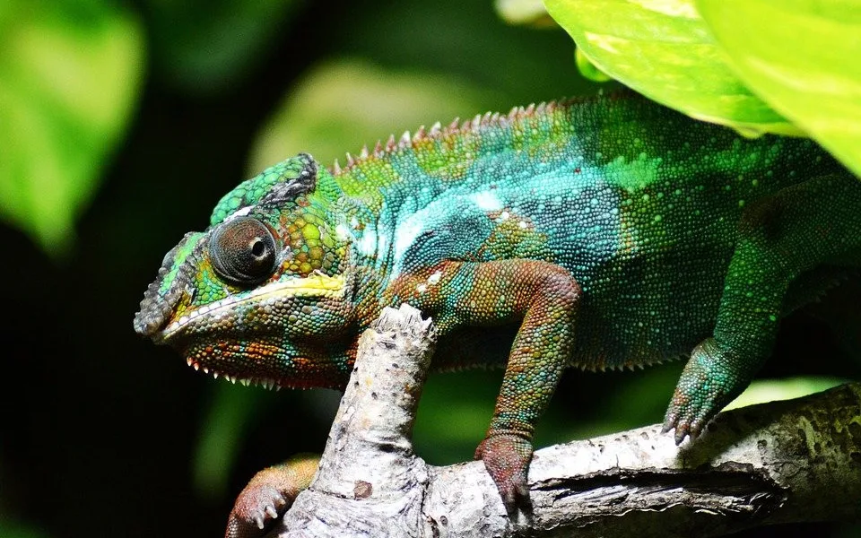 Muž choval doma a v garáži několik desítek chameleonů. Průkazy původu k nim neměl