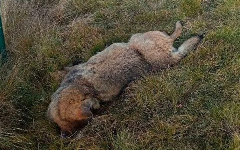 Na Táborsku našli u silnice mrtvého vlka. Zřejmě ho srazilo auto