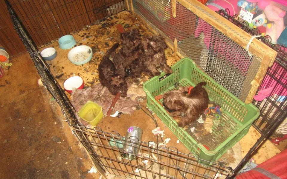 Veterináři odebrali desítky jorkšírských teriérů.