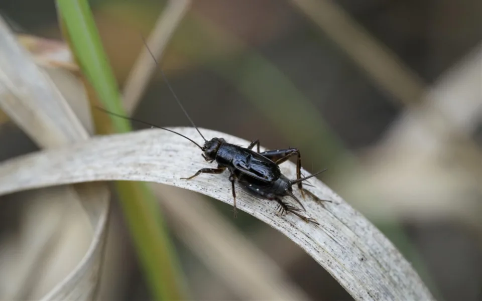 Cvrček pobřežní. Foto: Pavel Marhoul