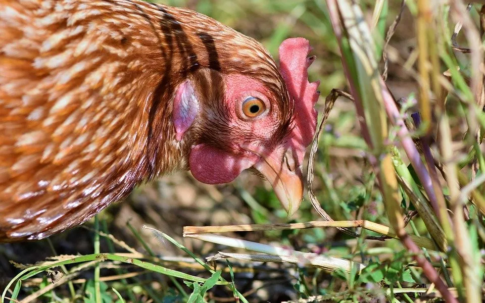 V malochovu na Strakonicku potvrdili veterináři ptačí chřipku. Drůbež byla utracena