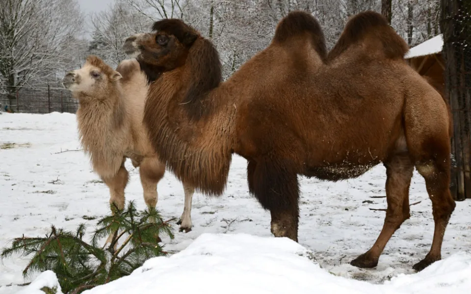 Odstrojené vánoční stromky lidé nabízí do zoo. Pro zvířata se bohužel nehodí