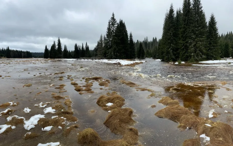 Javoří potok – na fotografii je dobře vidět, jak se vylévá z meandru do nivy. Pro tento jev existuje krásné české slovo – vybřežení.