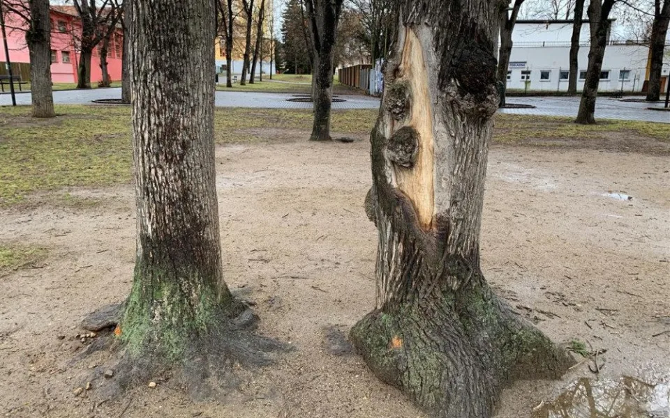 Stromy určené k pokácení jsou ve špatném stavu.