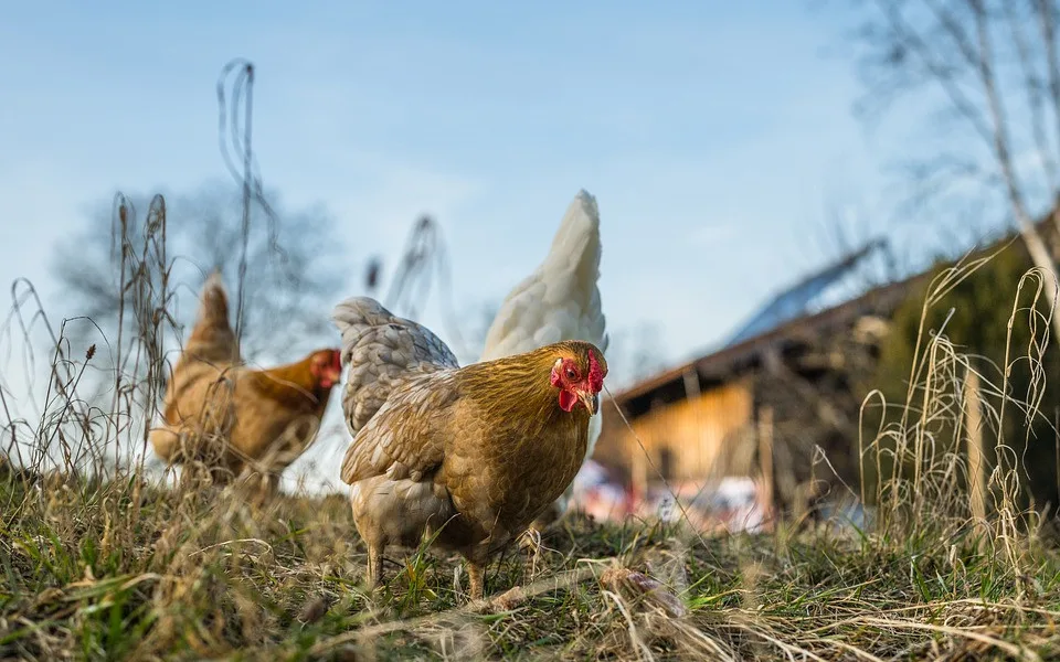 V malochovu drůbeže na Strakonicku je nové ohnisko ptačí chřipky