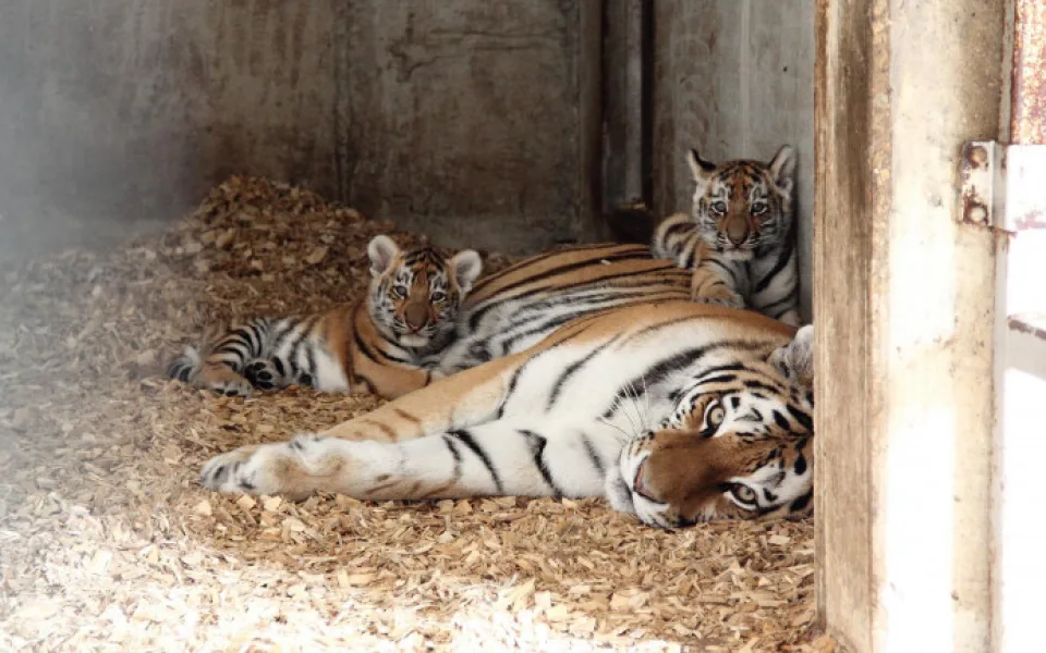Táborskou zoo navštívilo rekordních 110 tisíc, zoo Hluboká 270 tisíc