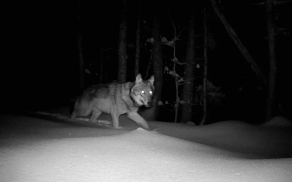 Zoologové nonstop sledují vlky na Šumavě, jejich počet odhadují až na 30 jedinců