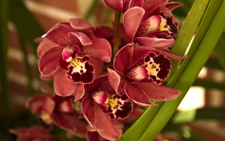 Tropický ráj v únoru. Jihočeské muzeum zve na výstavu orchidejí