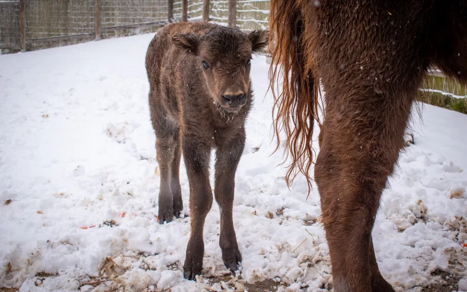 Zubří stádo v táborské zoo má nový přírůstek. Lidé mohou vybrat jméno