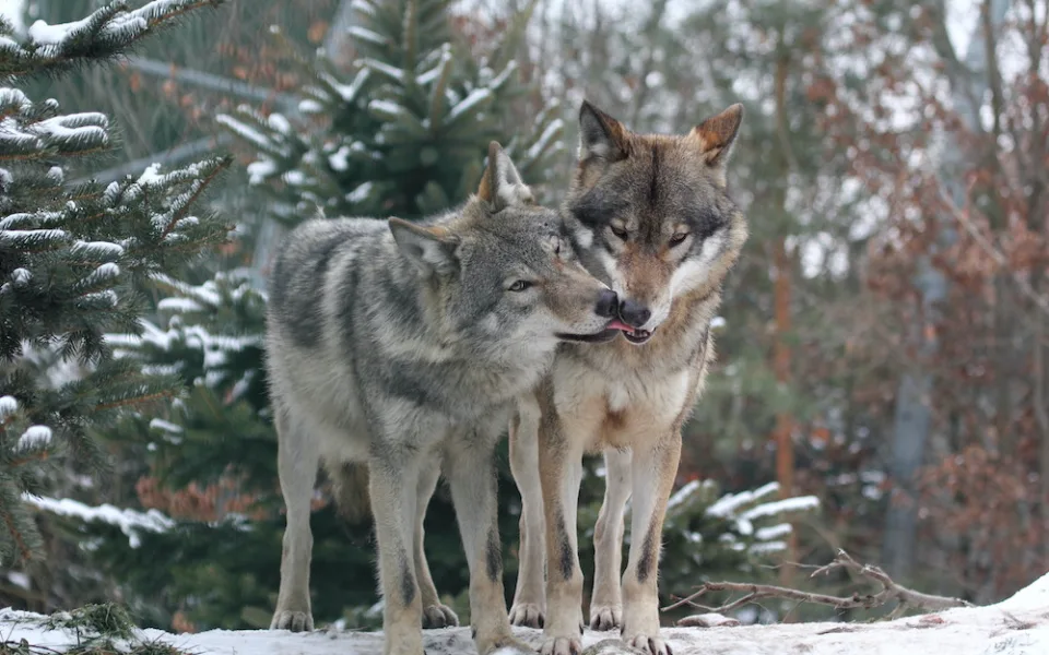 Zoo Hluboka nad Vltavou