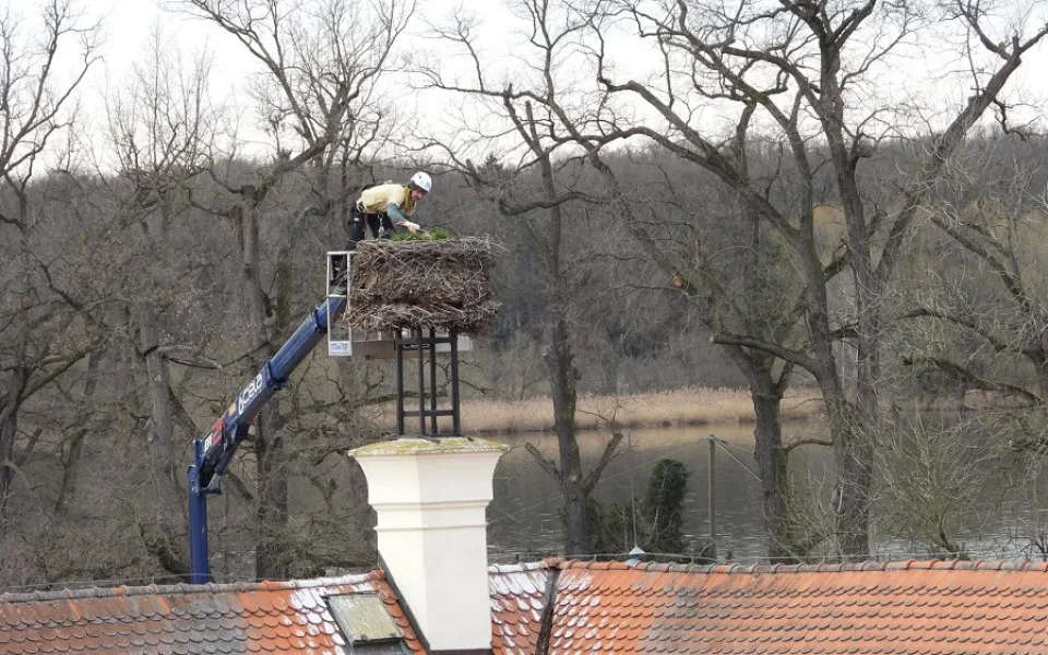 Čapí hnízdo váží až tunu. Jihočeská zoo ho zmenšila před příletem páru