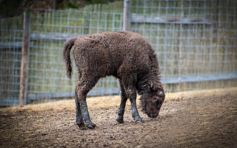 Táborská zubřice se jmenuje Tamara. Jméno vybrali návštěvníci zoo