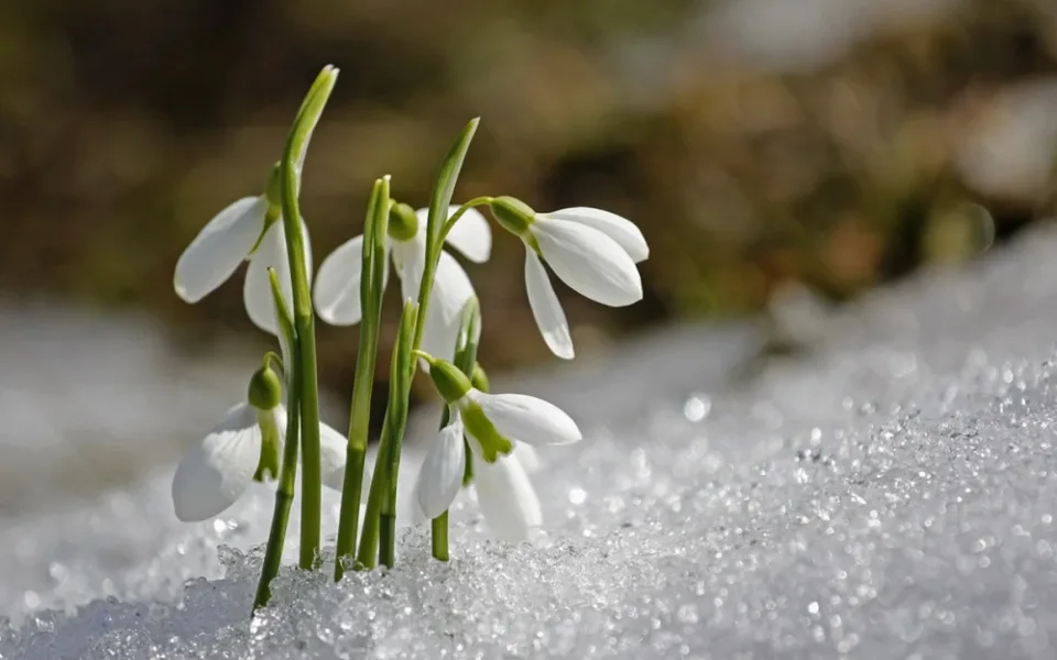 Šumava zažila mrazivou noc, teploty klesly k minus 20 stupňům Celsia