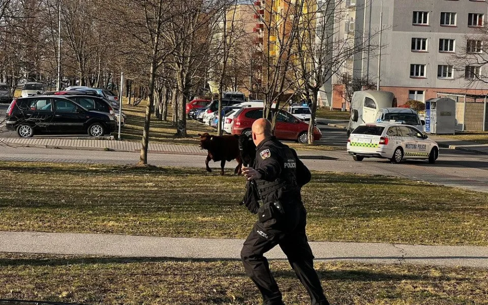 Po Budějcích pobíhají krávy. Řidiči by měli být opatrní