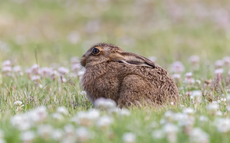 young-hare-gc5b76c41f_1280