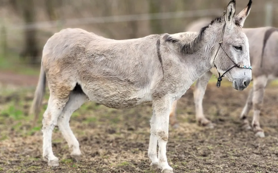 Nepromyšlený podnikatelský plán málem skončil smrtí březích oslic. Táborská zoo pomohla některé zachránit