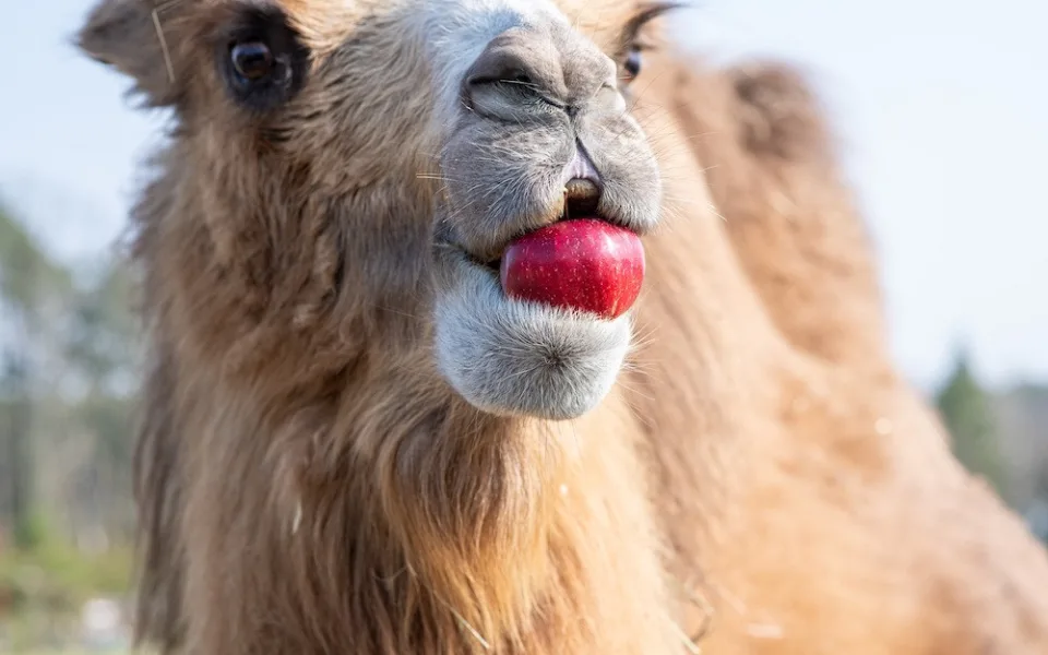 Penny neplýtvá a posílá do zoo zdravé ovoce a zeleninu
