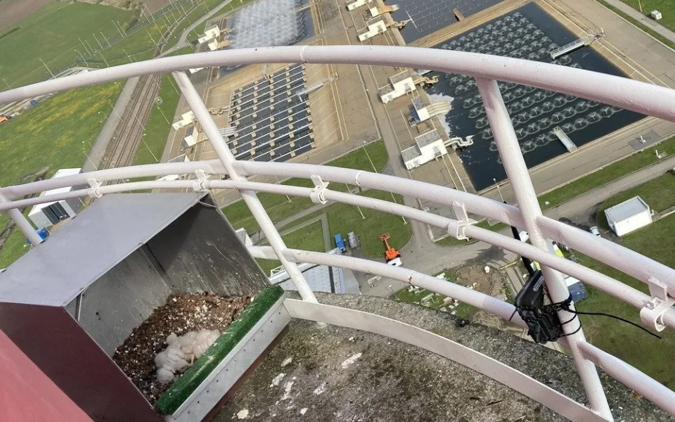 Mláďata se narodila v budce na druhé nejvyšší stavbě temelínské elektrárny - stometrovém ventilačním komíně.