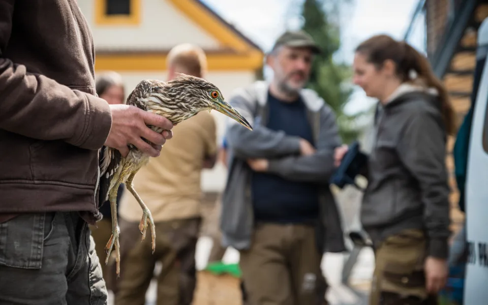 Zaměstnanci Zoo Hluboká vypouští do přírody kvakoše odchované ve voliéře od roku 2009. Před šesti lety se k projektu přidala Zoo Dvůr Králové, odkud letos zamířili na jih Čech čtyři kvakoši. 