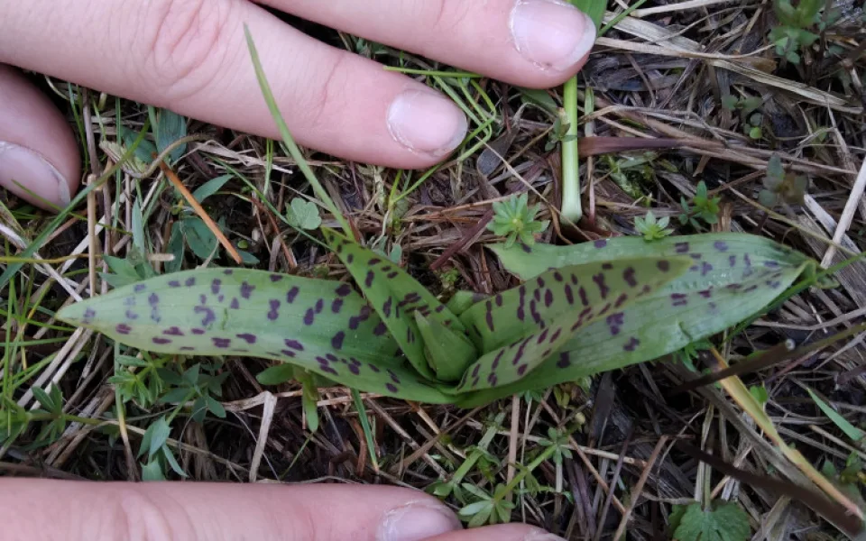 Vzácná orchidej prstnatec májový zachycená Danielou Procházkovou