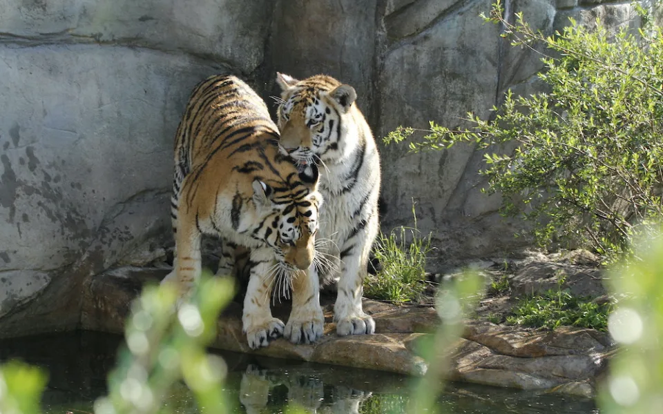 Zoo Hluboka nad Vltavou