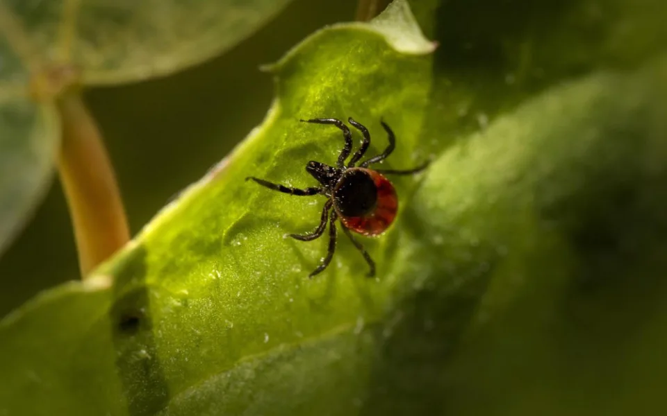 Aktivita klíšťat na jihu Čech je mimořádná, varují hygienici