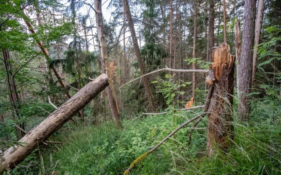 Kvůli stovkám nebezpečných a suchých stromů uzavřel národní park Šumava část trasy k Předním Paštím. Foto: Štěpán Rosenkranz