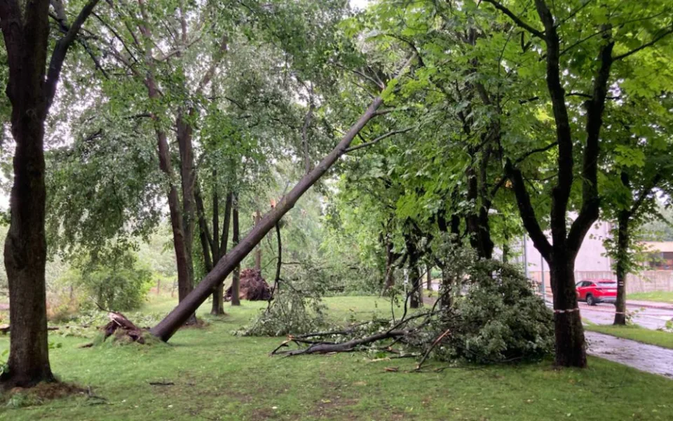 Kaštanová alej ve Velenicích prořídla. Město nechá prověřit stav stromů
