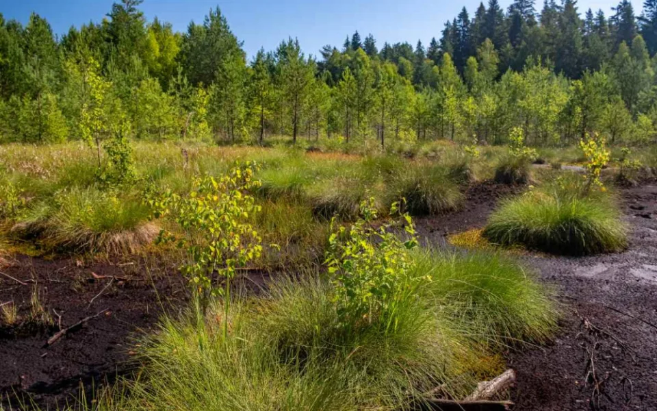 Národní park uzavře Soumarské rašeliniště. Kvůli stavbě