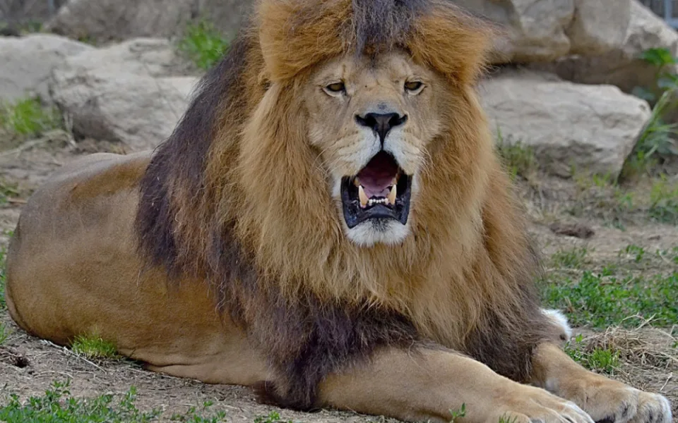 Lev Simba z táborské zoo oslavil dvanáctiny. Ve výběhu žije se lvicí Luenou