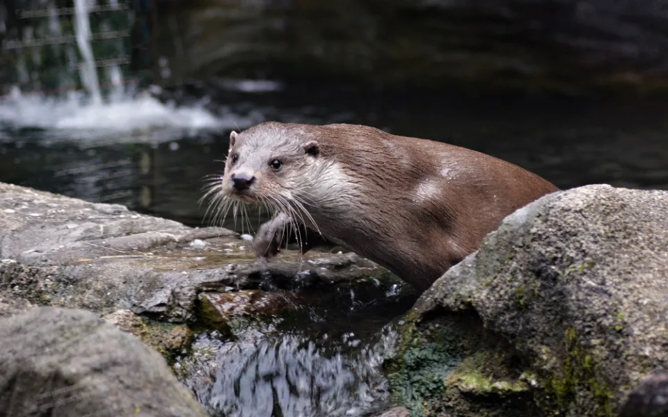 Dřevosochařské sympozium a děti do zoo zdarma. To je poslední prázdninový týden v Zoo Hluboká