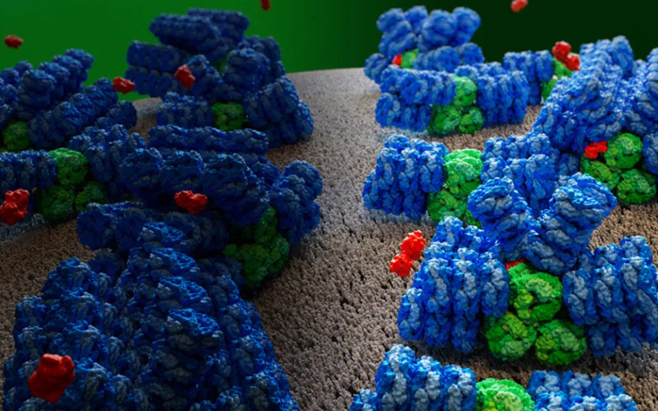 Umělecké ztvárnění světlosběrného aparátu sinic. Základní složky antény jsou znázorněny modře a zeleně, OCP protein je v oranžové barvě.  © Janet Iwasa, University of Utah.