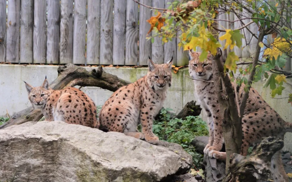 I na podzim má Jihočeská zoologická zahrada co nabídnout