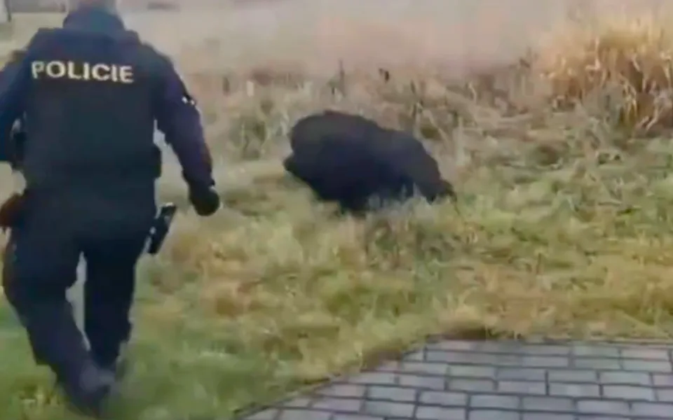 Policie v Budějcích naháněla prase