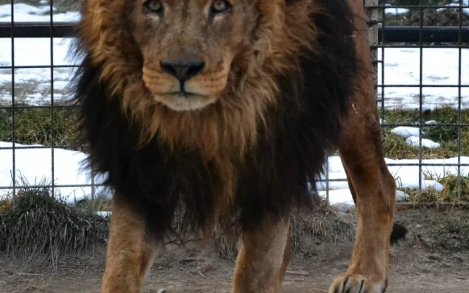 Zemřel lev Ugas. V Zoo Dvorec byl od jejího počátku