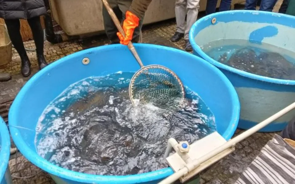 Veterináři začnou s kontrolou prodeje kaprů. Nahlášeno je zhruba 3000 prodejních míst