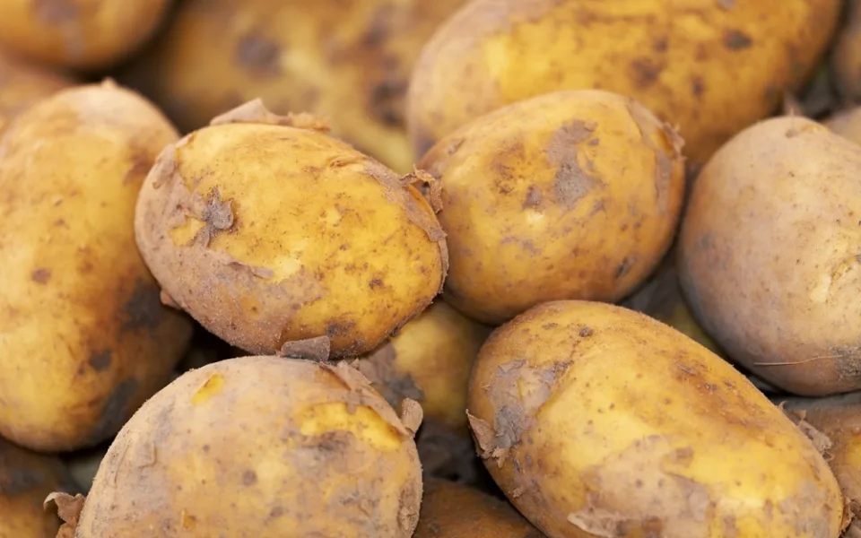 potato-g8a1b1b782_1280
