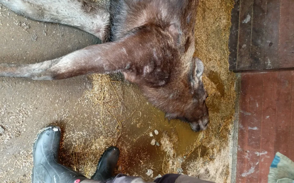V hlubocké zoo zemřela březí losice. Otrávili ji návštěvníci